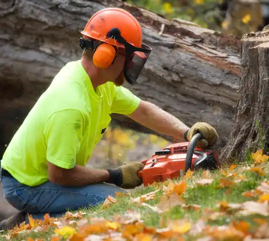 tree services Windsor